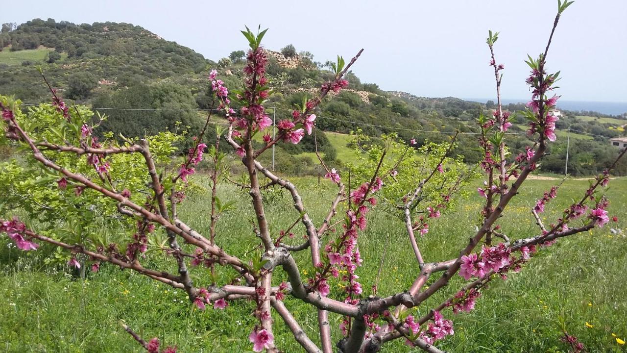 La Casetta Rosa Тертения Экстерьер фото